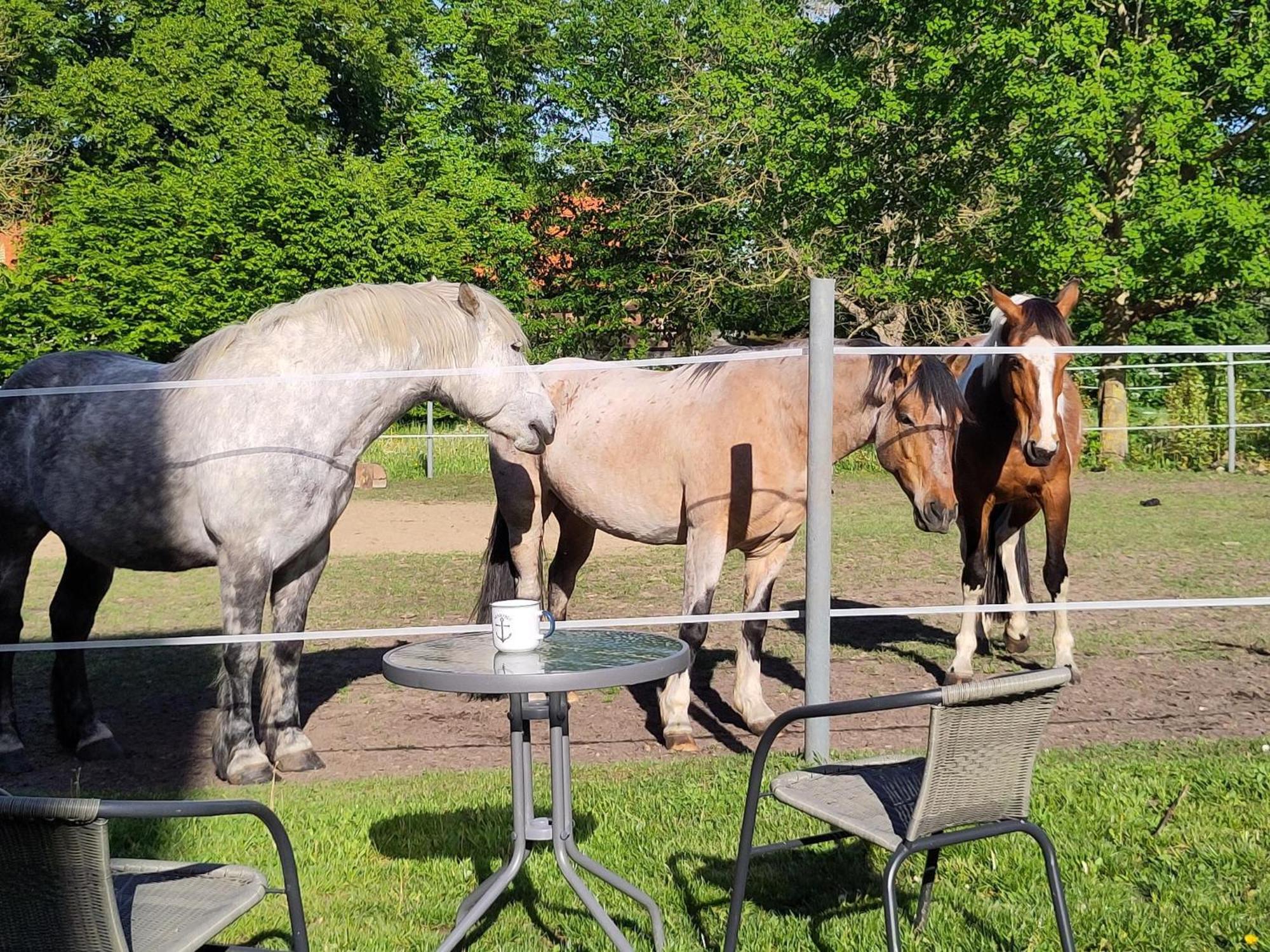 Ferienwohnung Zur Pferdekoppel Bömitz Buitenkant foto
